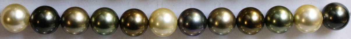 MULTI 226 MAIDENLY 1 228x228